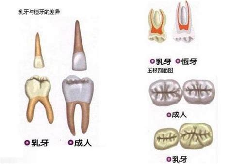 下牙|成人下牙一共有多少颗